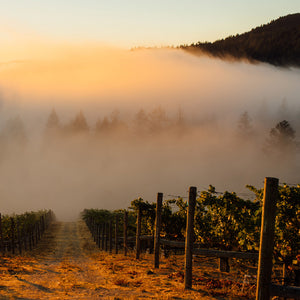 Experience a breathtaking vineyard scene at sunrise during the Wine Dinner: Rudd Estate on October 24, hosted by FEARRINGTON VILLAGE. Rows of grapevines converge towards the center, as fog gently blankets Napa Valley and the surrounding forested hills, creating a dreamy ambiance. The soft golden light adds warmth to the tranquil morning landscape of Rudd Estate, expertly maintained under winemaker Natalie Bath's care.