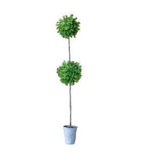 BOXWOOD TOPIARY TALL DOUBLE 34